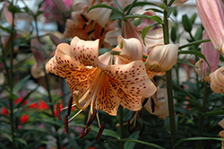 Splendens Tiger Lily (Lilium lancifolium 'Splendens') at Millcreek Nursery Ltd