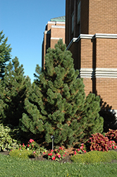 Tannenbaum Mugo Pine (Pinus mugo 'Tannenbaum') at Millcreek Nursery Ltd