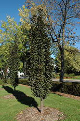 Purple Spire Columnar Crabapple (Malus 'Jefspire') at Millcreek Nursery Ltd