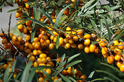 Leikora Sea Buckthorn (Hippophae rhamnoides 'Leikora') at Millcreek Nursery Ltd