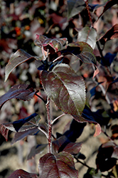 Royal Mist Flowering Crab (Malus 'Jefmist') at Millcreek Nursery Ltd