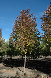 Nobility White Ash (Fraxinus americana 'Nobility') at Millcreek Nursery Ltd