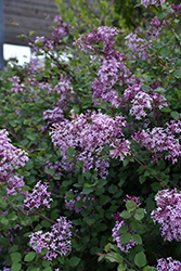 Bloomerang Lilac (Syringa 'Bloomerang') at Millcreek Nursery Ltd