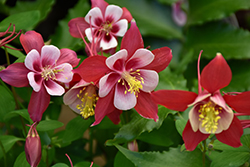 Origami Red and White Columbine (Aquilegia 'Origami Red and White') at Millcreek Nursery Ltd