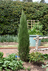 Blue Arrow Upright Juniper (Juniperus scopulorum 'Blue Arrow') at Millcreek Nursery Ltd