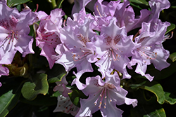 Pohjola's Daughter Rhododendron (Rhododendron 'Pohjola's Daughter') at Millcreek Nursery Ltd