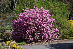 P.J.M. Elite Rhododendron (Rhododendron 'P.J.M. Elite') at Millcreek Nursery Ltd