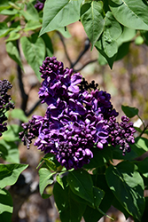 Agincourt Beauty Lilac (Syringa vulgaris 'Agincourt Beauty') at Millcreek Nursery Ltd