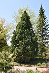 Swiss Stone Pine (Pinus cembra) at Millcreek Nursery Ltd