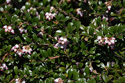 Bearberry (Arctostaphylos uva-ursi) at Millcreek Nursery Ltd