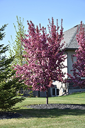 Thunderchild Flowering Crab (Malus 'Thunderchild') at Millcreek Nursery Ltd