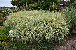 Tricolor Ribbon Grass (Phalaris arundinacea 'Feecy's Form') at Millcreek Nursery Ltd