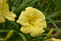 Rainbow Rhythm Going Bananas Daylily (Hemerocallis 'Going Bananas') at Millcreek Nursery Ltd