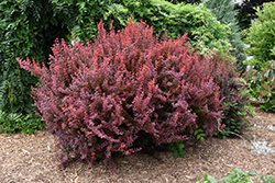 Ruby Carousel  Barberry (Berberis thunbergii 'Bailone') at Millcreek Nursery Ltd