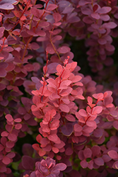 Ruby Carousel  Barberry (Berberis thunbergii 'Bailone') at Millcreek Nursery Ltd