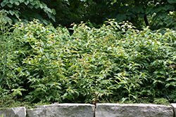 Dwarf Bush Honeysuckle (Diervilla lonicera) at Millcreek Nursery Ltd