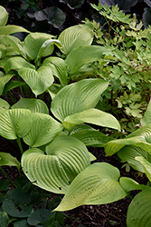 Key West Hosta (Hosta 'Key West') at Millcreek Nursery Ltd