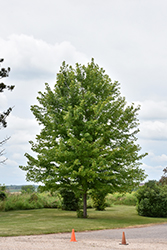 Autumn Blaze Maple (Acer x freemanii 'Jeffersred') at Millcreek Nursery Ltd