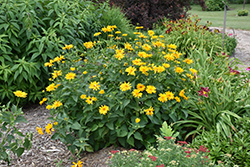 Venus False Sunflower (Heliopsis helianthoides 'Venus') at Millcreek Nursery Ltd