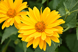 Venus False Sunflower (Heliopsis helianthoides 'Venus') at Millcreek Nursery Ltd