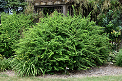 Emerald Carousel Barberry (Berberis 'Tara') at Millcreek Nursery Ltd