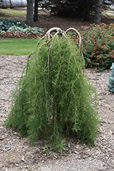 Walker  Weeping Caragana (Caragana arborescens 'Walker') at Millcreek Nursery Ltd