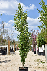 Prairie Skyrise Aspen (Populus tremuloides 'Prairie Skyrise') at Millcreek Nursery Ltd