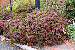 Kelsey Dwarf Dogwood (Cornus sericea 'Kelseyi') at Millcreek Nursery Ltd