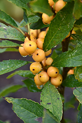 Berry Heavy Gold Winterberry (Ilex verticillata 'Roberta Case') at Millcreek Nursery Ltd