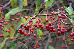 Red Jade Flowering Crab (Malus 'Red Jade') at Millcreek Nursery Ltd