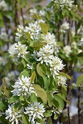 Thiessen Saskatoon (Amelanchier alnifolia 'Thiessen') at Millcreek Nursery Ltd