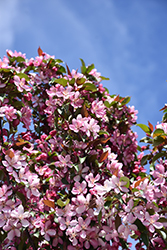 Courageous Flowering Crab (Malus 'DurLawrence') at Millcreek Nursery Ltd