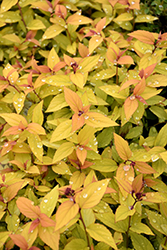 Sparkling Carpet Spirea (Spiraea japonica 'Sparkling Carpet') at Millcreek Nursery Ltd