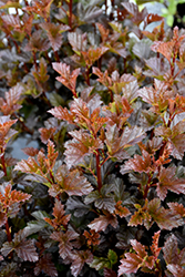 Satin Chocolate Ninebark (Physocarpus opulifolius 'Satin Chocolate') at Millcreek Nursery Ltd