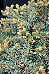 Byland's Blue Dwarf Colorado Spruce (Picea pungens 'ByJohn') at Millcreek Nursery Ltd