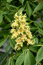 Ohio Buckeye (Aesculus glabra) at Millcreek Nursery Ltd