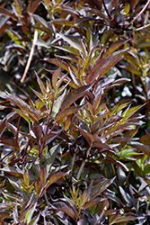 Black Beauty Elder (Sambucus nigra 'Gerda') at Millcreek Nursery Ltd