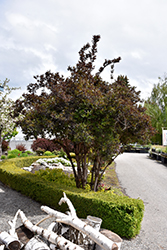 Black Beauty Elder (Sambucus nigra 'Gerda') at Millcreek Nursery Ltd