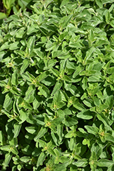 Greek Oregano (Origanum vulgare ssp. hirtum) at Millcreek Nursery Ltd