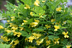 Weeping Caragana (Caragana arborescens 'Pendula') at Millcreek Nursery Ltd