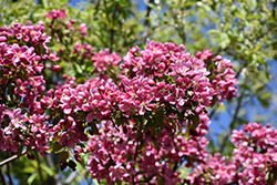 Thunderchild Flowering Crab (Malus 'Thunderchild') at Millcreek Nursery Ltd