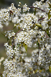 Mary Liss Pincherry (Prunus pennsylvanica 'Mary Liss') at Millcreek Nursery Ltd