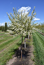 Mary Liss Pincherry (Prunus pennsylvanica 'Mary Liss') at Millcreek Nursery Ltd