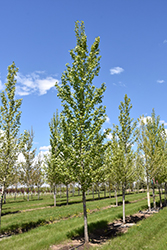 Byland Green Poplar (Populus 'Byland Green') at Millcreek Nursery Ltd