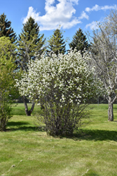 Smokey Saskatoon (Amelanchier alnifolia 'Smokey') at Millcreek Nursery Ltd