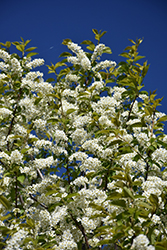 Midnight Schubert Chokecherry (Prunus virginiana 'Midnight Schubert') at Millcreek Nursery Ltd