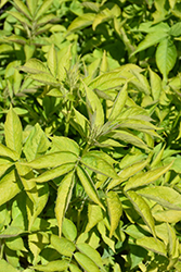 Golden  Elder (Sambucus canadensis 'Aurea') at Millcreek Nursery Ltd