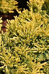 Gold Strike Juniper (Juniperus horizontalis 'Gold Strike') at Millcreek Nursery Ltd
