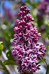 Sensation Lilac (Syringa vulgaris 'Sensation') at Millcreek Nursery Ltd