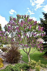 Sensation Lilac (Syringa vulgaris 'Sensation') at Millcreek Nursery Ltd